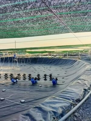 Bể bạt HDPE trong nuôi trồng thủy sản