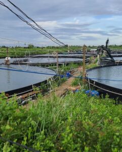 Bể bạt nuôi cá HDPE nuôi lươn ốc ếch thuỷ sản