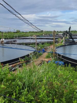 Bể bạt nuôi cá HDPE nuôi lươn ốc ếch thuỷ sản