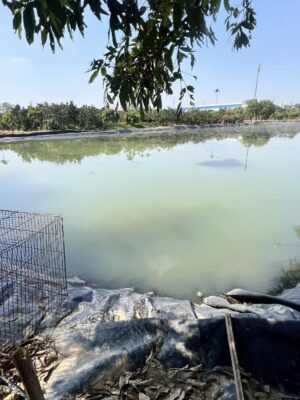 Bạt lót hồ chứa nước tưới cây HDPE ở Gia Lai