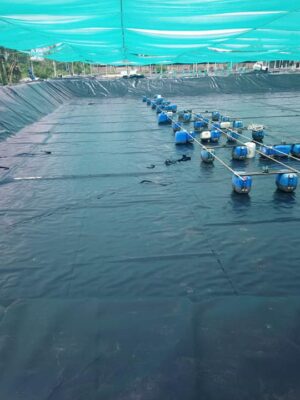 Bạt lót ao hồ nuôi cá hDPE