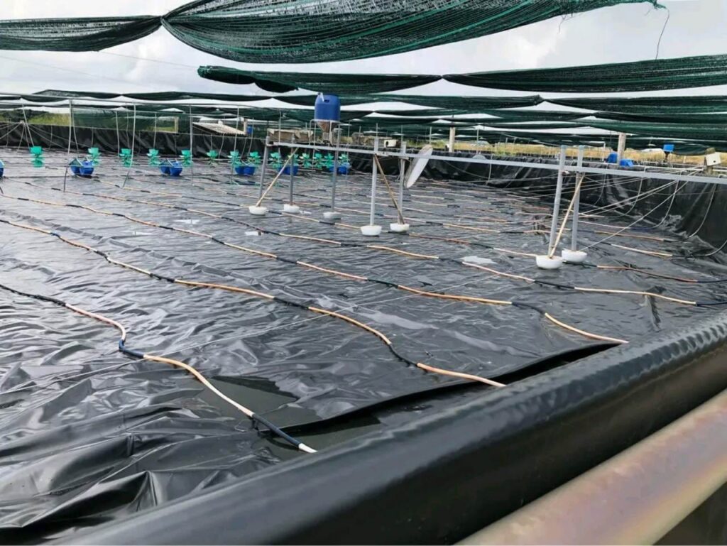 Lợi ích của bạt HDPE trong mô hình nuôi tôm thâm canh