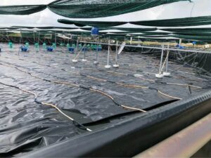 Lợi ích của bạt HDPE trong mô hình nuôi tôm thâm canh