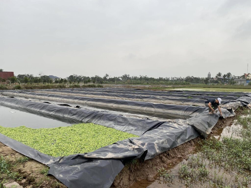 Bạt lót bờ ao mương kè dẫn nước HDPE