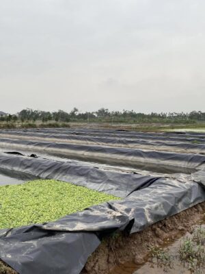 Bạt lót bờ ao mương kè dẫn nước HDPE