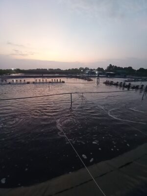 Bạt HDPE đã và đang trở thành giải pháp tối ưu trong mô hình nuôi tôm thâm canh