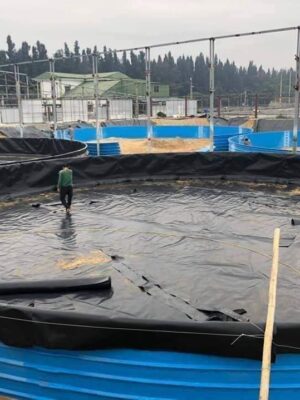 Bạt HDPE đã và đang trở thành giải pháp tối ưu trong mô hình nuôi tôm thâm canh