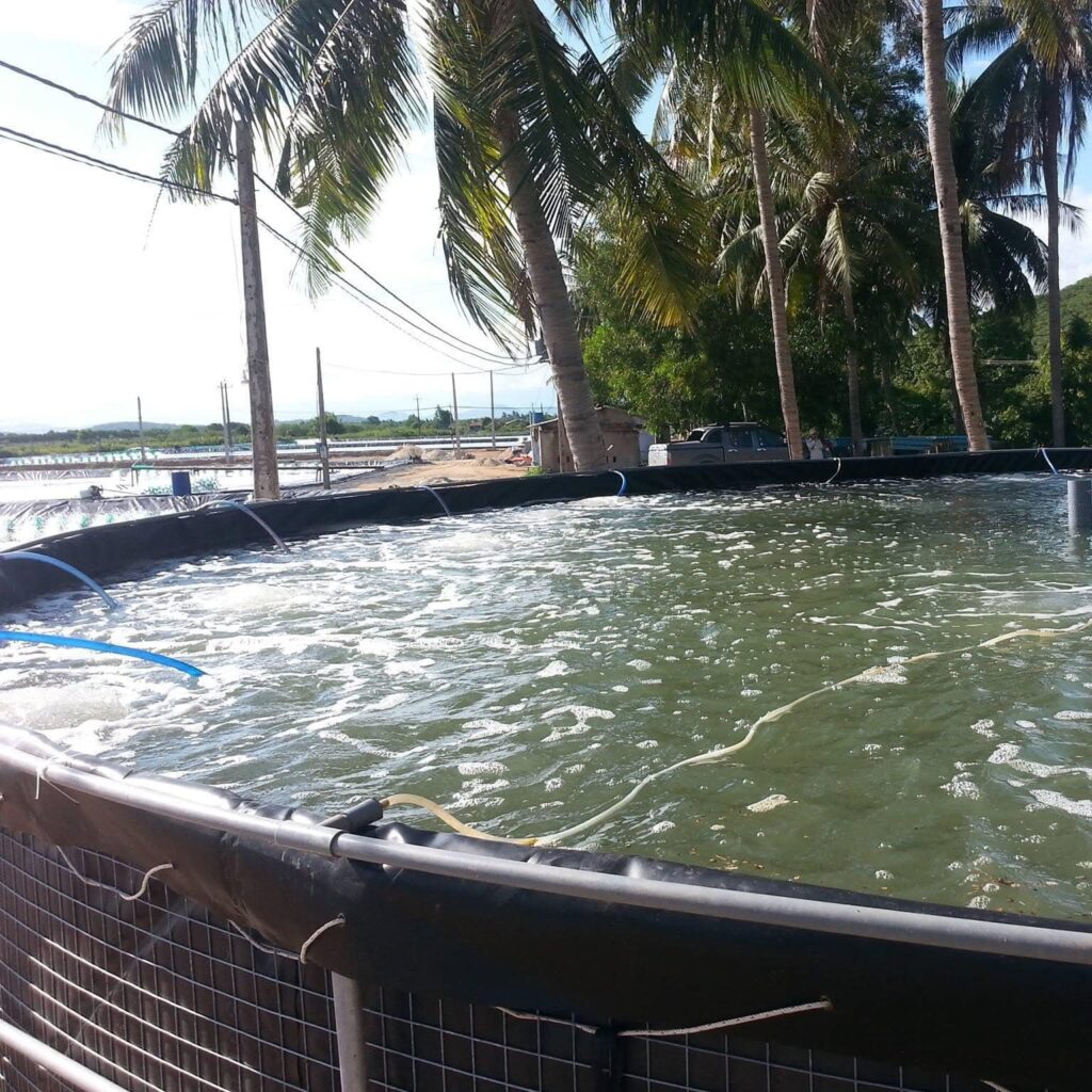 Mô hình nuôi tôm thâm canh bể bạt HDPR