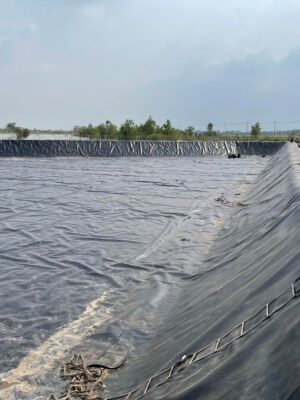 Bạt hdpe dày 0,5mm lót hồ tôm